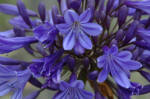 Agapanthus Midnight Star - African Blue Lily
